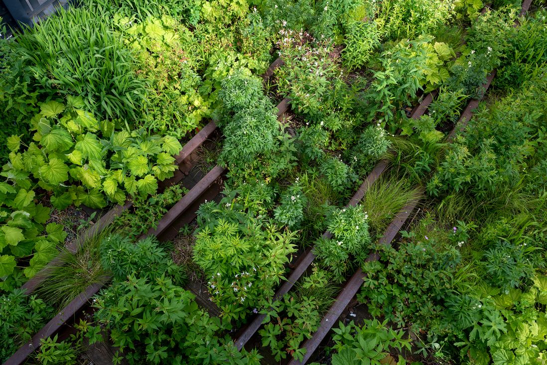 Photographs from the High Line, July 2020, showing overgrown trees and grasses, creating a fairy tale like experience